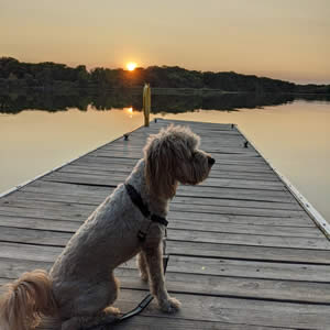 otis the dog on wharf