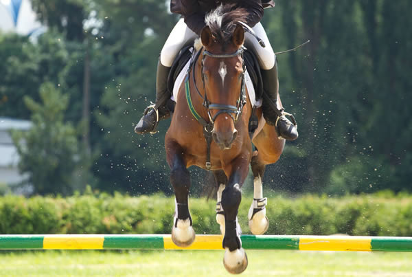 horse jumping