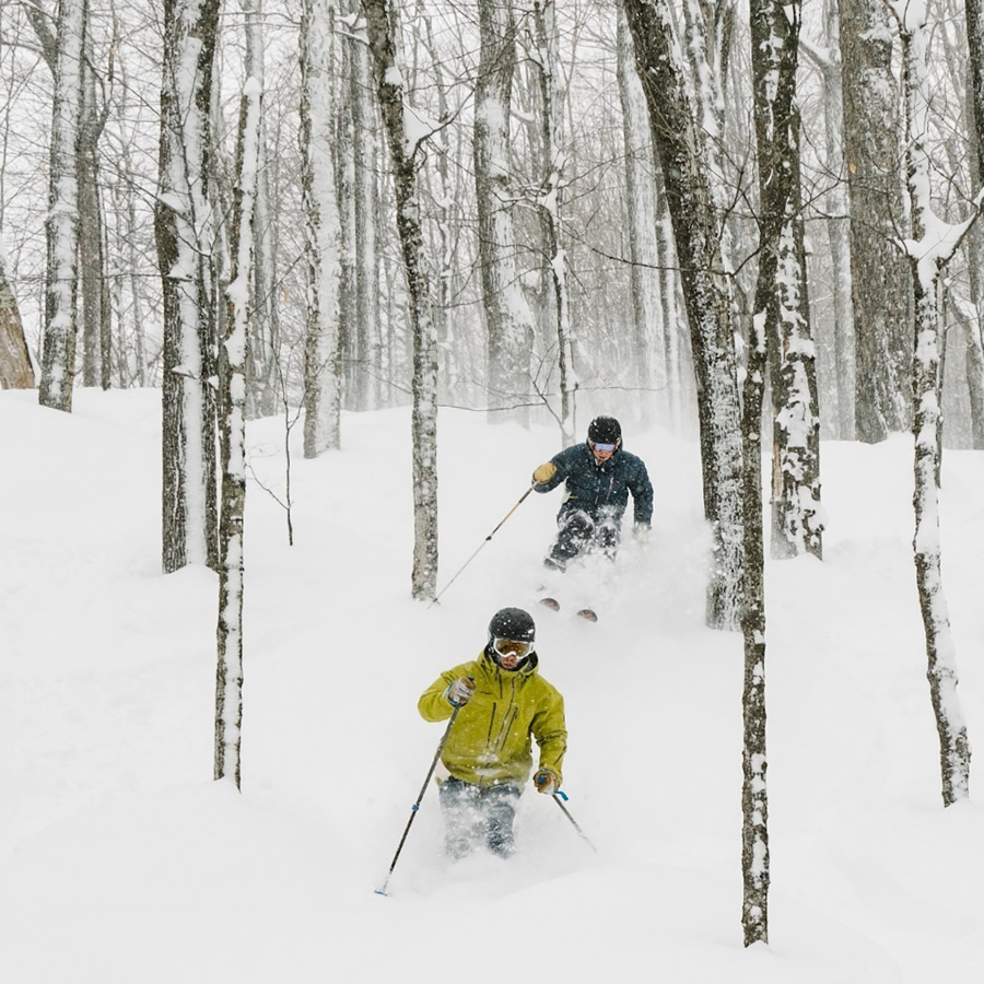 pair-skiers pair of people snow skiing in the trees.